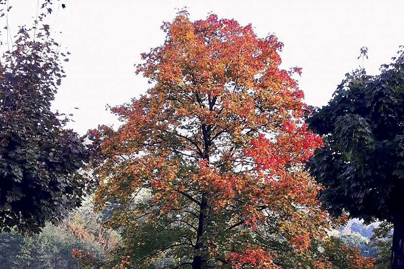 Stromy do zahrady v barvách podzimu