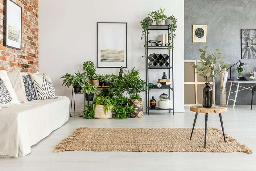 Pokojové rostliny, které rozzáří obývací pokoj