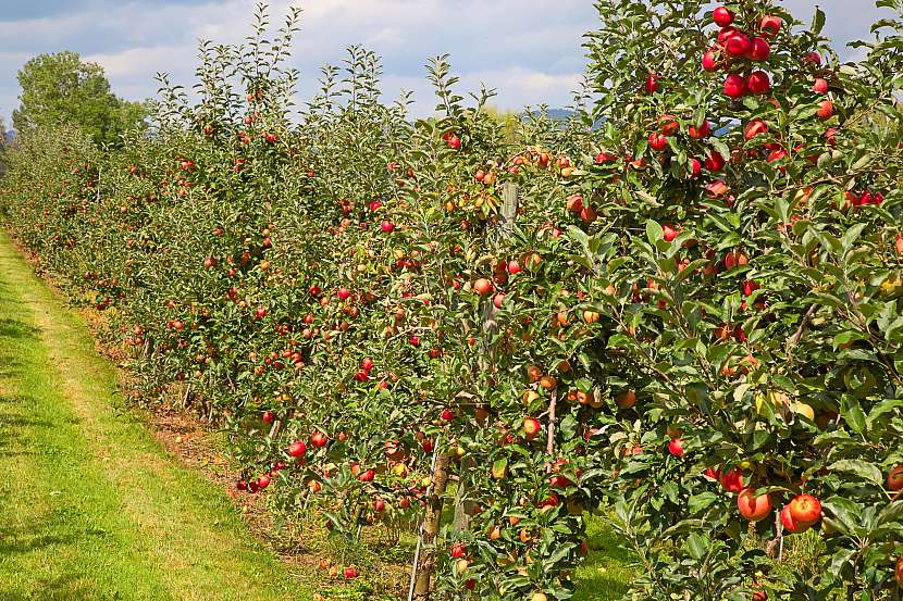 Pěstování jabloně patří u nás k tradici, ovocná stěna přinese brzkou úrodu