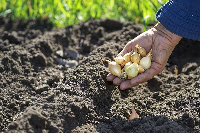 Je vám milejší výsev cibule ze semen nebo výsadba sazečky?