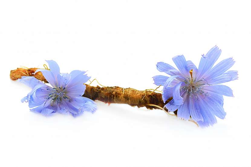 Květy čekanky mají charakteristické modré zbarvení