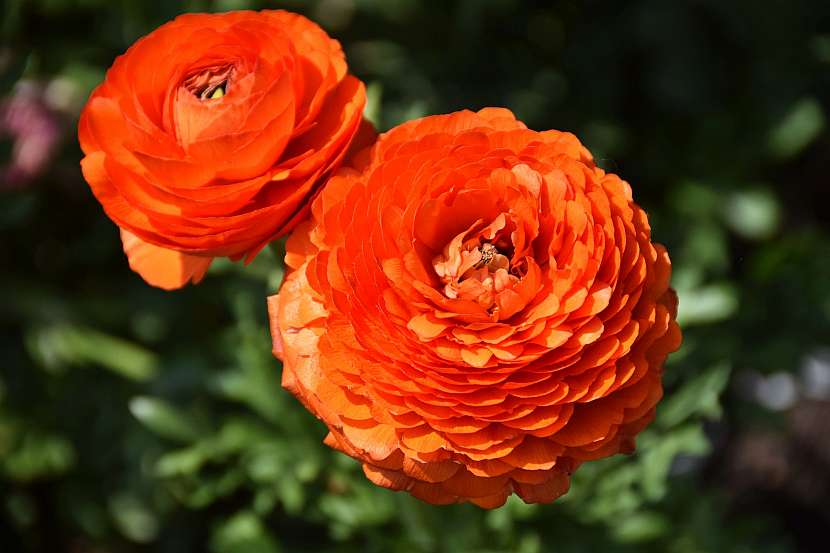 Oranžovou barvu rostlin na vaší zahradě nepřehlédnete