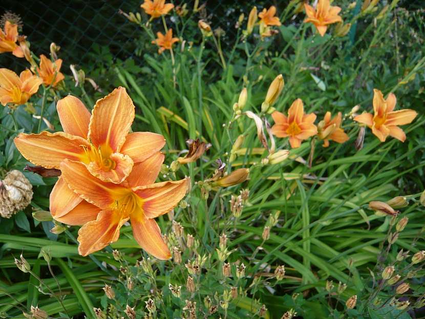 Tajemná zahrada Květnice – inspirace pro milovníky trvalek