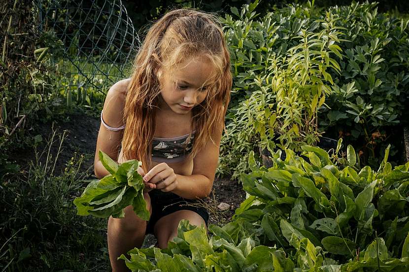 Vypěstujte si na své zahradě listovou zeleninu, která podpoří vaši imunitu