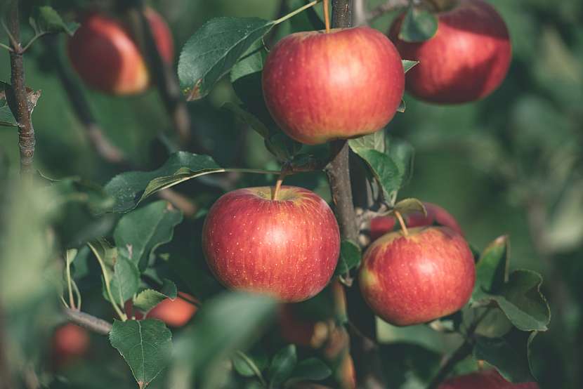 Každý rok se u nás posuzují odrůdy jablek