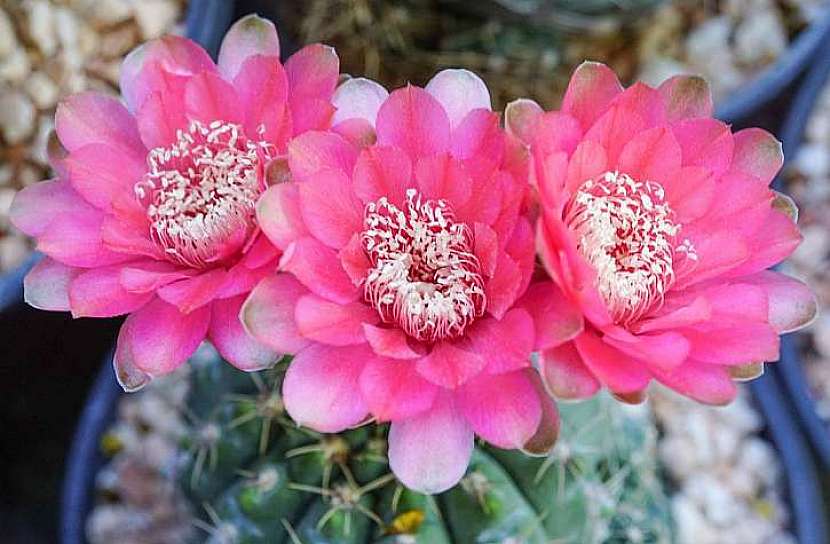 U většiny druhů kaktusů se s kvetením setkáváme v době od června do září