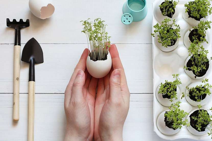 Předpěstujte si rostliny ve vaječných skořápkách nebo kartonech od vajíček