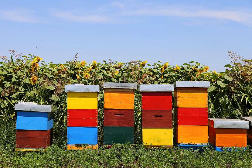 Pusťte se do výroby včelích úlů svépomocí
