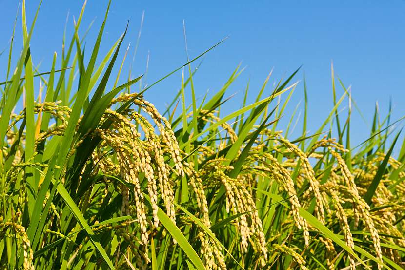 Pěstování rýže na zahradě není až tak nemožné