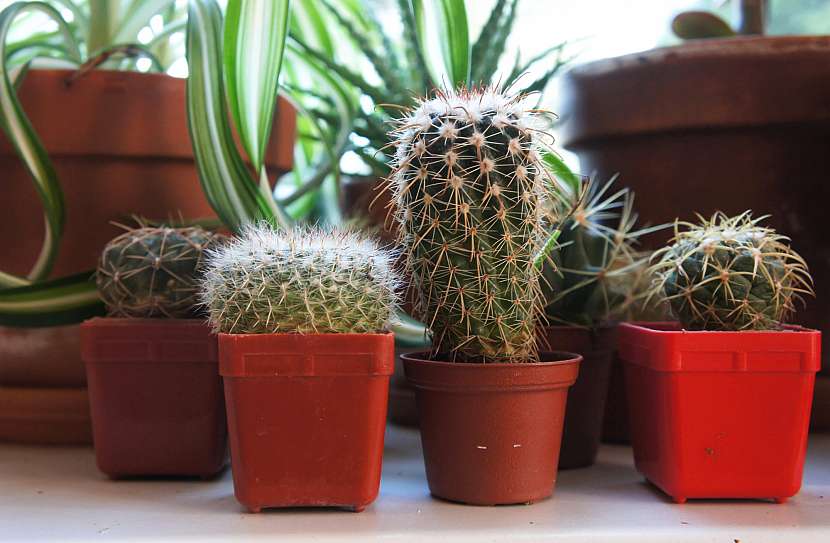 Kaktusy potřebují k životu specifické podmínky