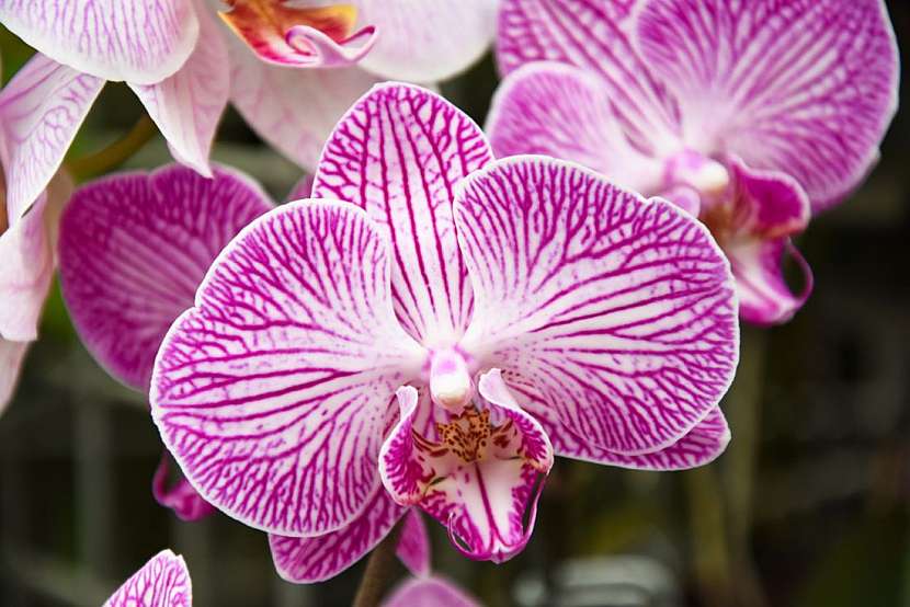 Orchideje závislé na houbách