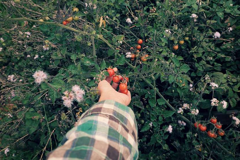 Rajčata – červený poklad zahrady