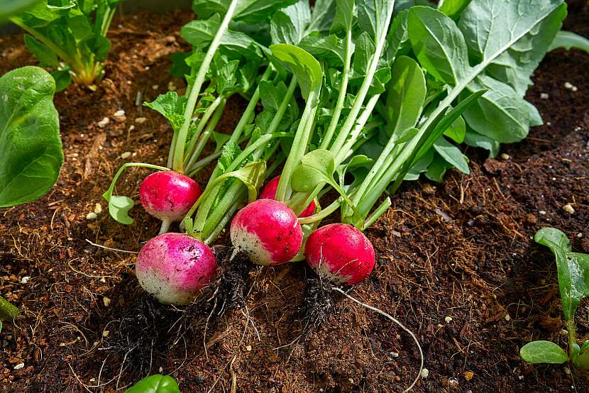 Zeleninová zahrada rodí až do podzimu, sklízet a sázet můžete třeba chutné vlastní ředkvičky