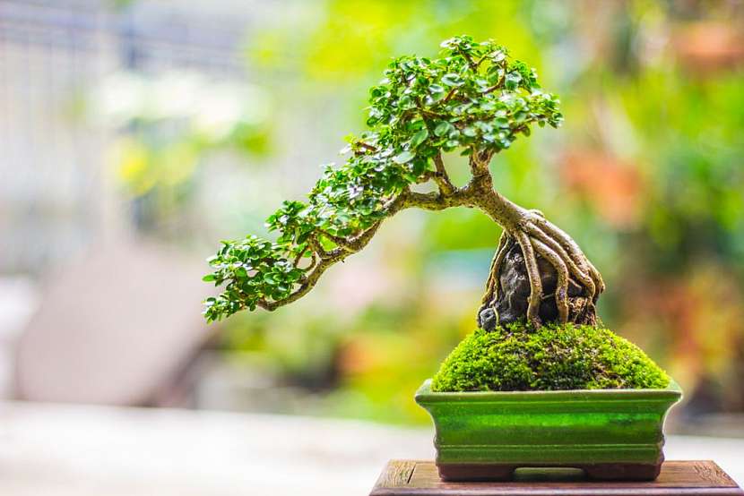 Dodejte vašemu domovu orientální kouzlo – pěstujte bonsaje