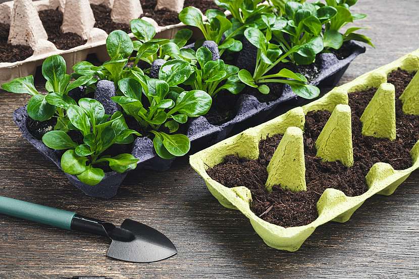 Vypěstujte si doma bylinky do salátů a dalších pokrmů