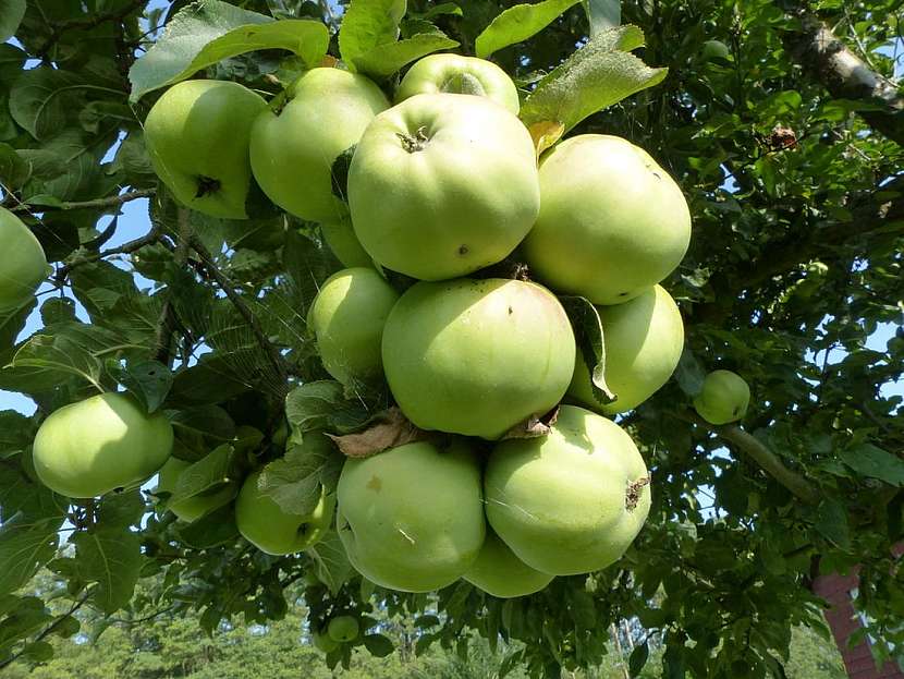 Střídavá plodnost u ovocných stromů je velmi častý jev