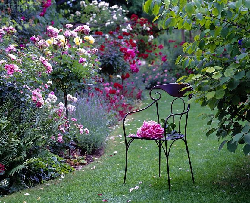 Co vysadit do romanticky laděné zahrady