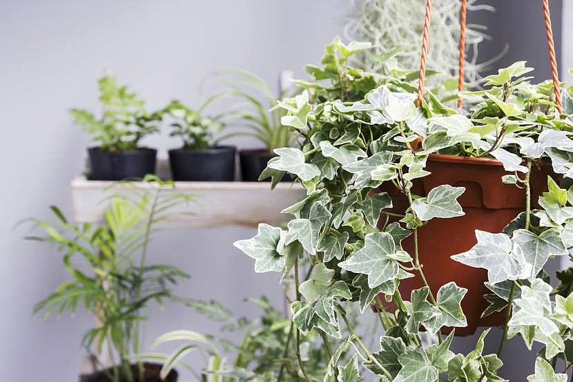 Pokojové rostliny schopné čistit vzduch