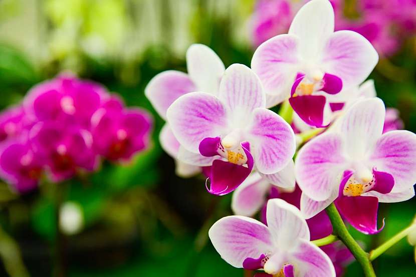 Orchidea Phalaenopsis potřebuje světlo ke kořenům