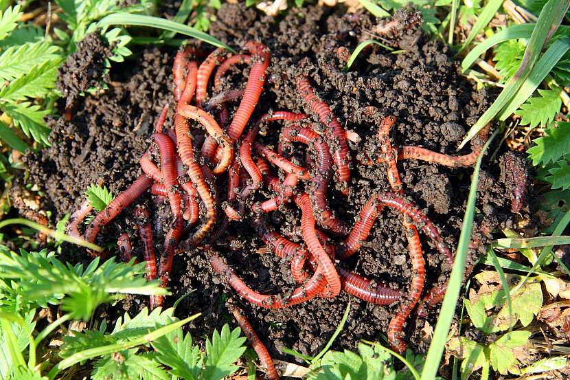 Larvy mouchy černé mohou při kompostování nahradit častěji používané žížaly