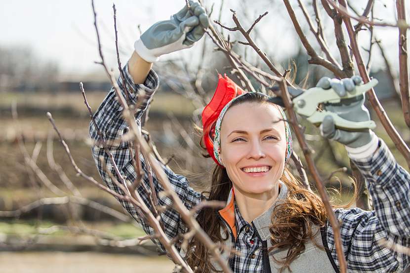 Pro zimní řez ovocných stromů si vyberte správné počasí, především nesmí mrznout (Depositphotos (https://cz.depositphotos.com))