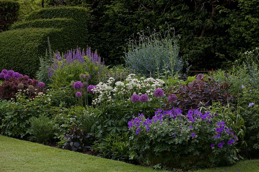 Víte, jak vytvořit zahradu ve fialové barvě?