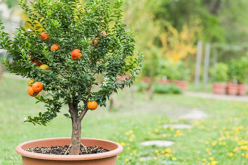 Pěstujte ovoce jako stromky na terase nebo balkoně