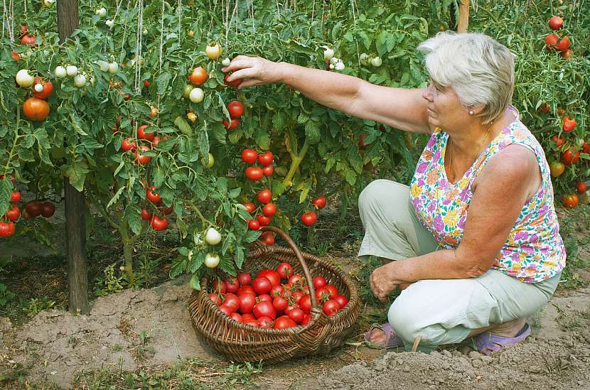 Pokud si rajčata pěstujeme sami, můžeme si je utrhnout prakticky kdykoliv