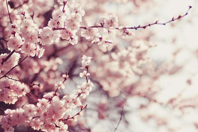 Sakura – symbol země vycházejícího slunce
