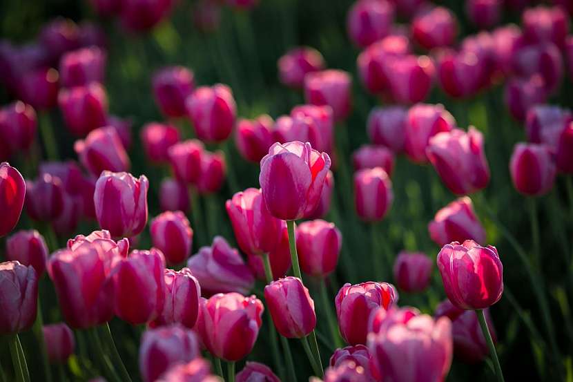 Tulipány: relax v barevném moři vůní