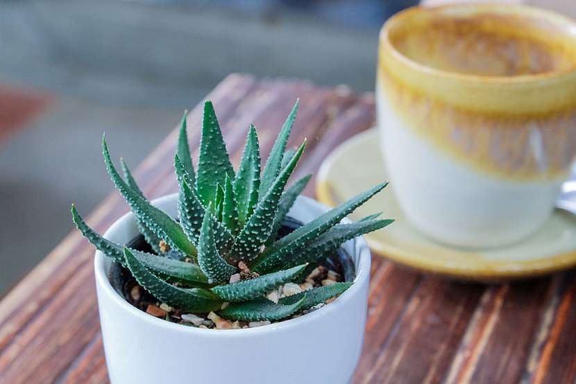 Aloe vera – zázrak mezi rostlinami