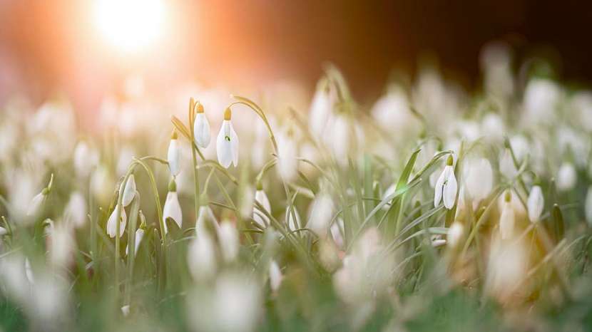 Jarní osvěžení vaší zahrady
Zdroj: Pexels