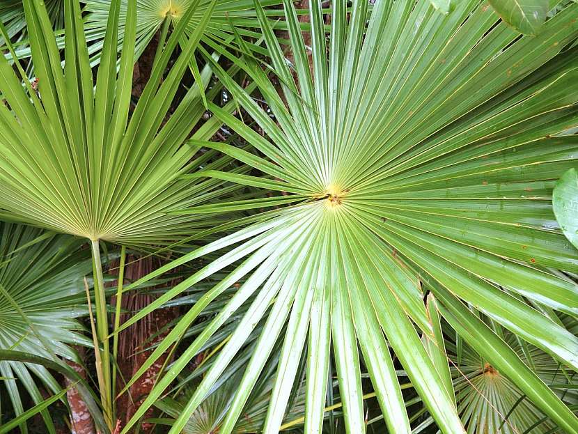Jak pěstovat palmy v domácím prostředí