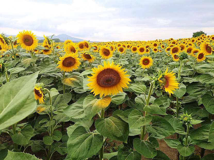 Slunečnice je květina zosobňující pohodu a optimismus
