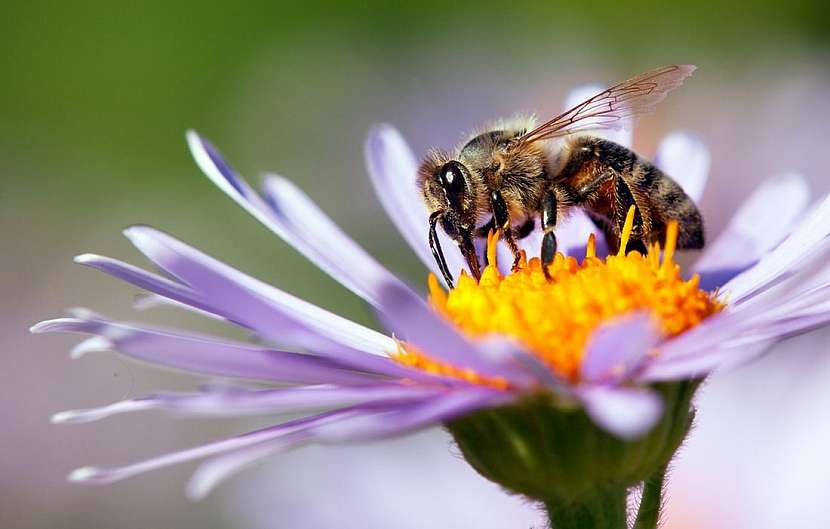 Hmyz na zahradě – ne všichni okřídlení vám škodí!