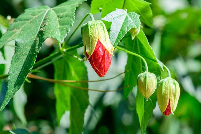 Abutilon neboli podslunečník – atraktivní pokojová rostlina s hedvábnými květy
