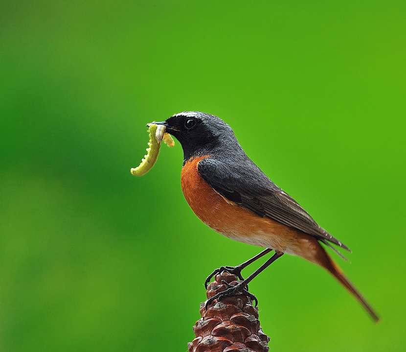 Ptáci v zahradě požírají hmyz, čímž nám prokazují velkou službu