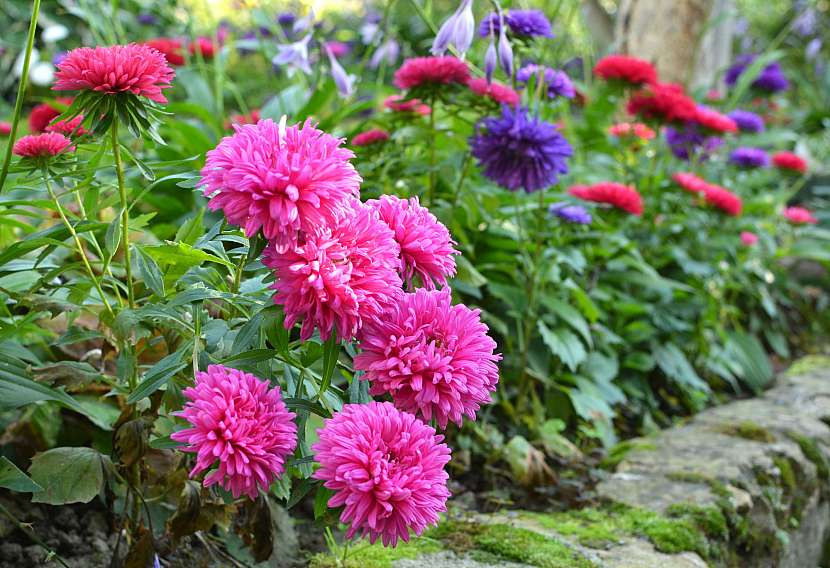 Astry jsou rostliny kvetoucí v září krásně barevnými květy