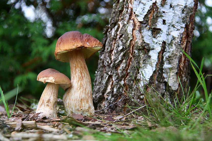 Zahrada poblíž lesa může hostit i typické lesní houby