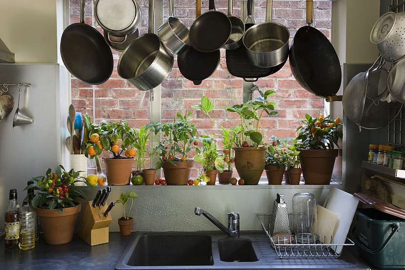 Pokojové rostliny do kuchyně přinesou závan svěžesti a přirozený dekor