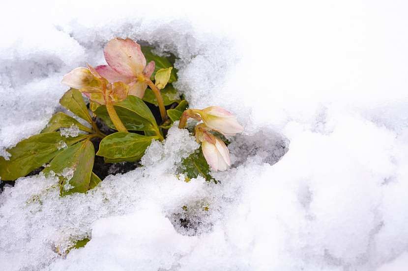 Čemeřice je živá zimní květina, která kvete o Vánocích (Zdroj: Depositphotos (https://cz.depositphotos.com))