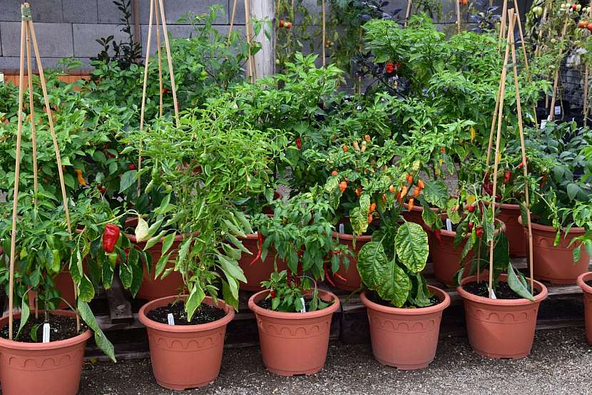 Okrasné papričky ve vaší zahradě
