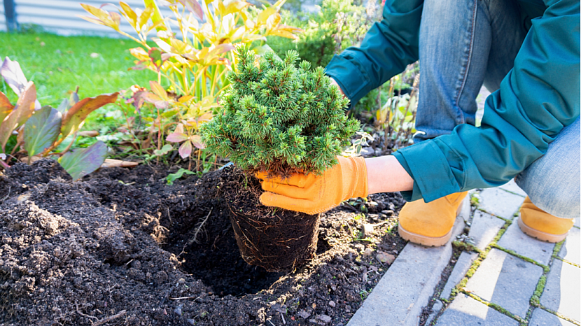 Seriál stromy v zahradě – Jehličnany a co od nich očekávat