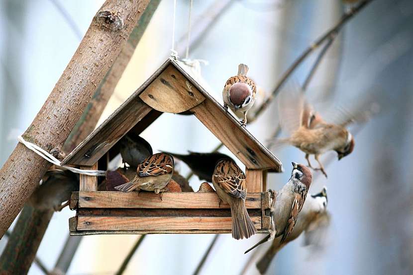 Vyvěste si hnízdní ptačí budky i na vaší zahradě