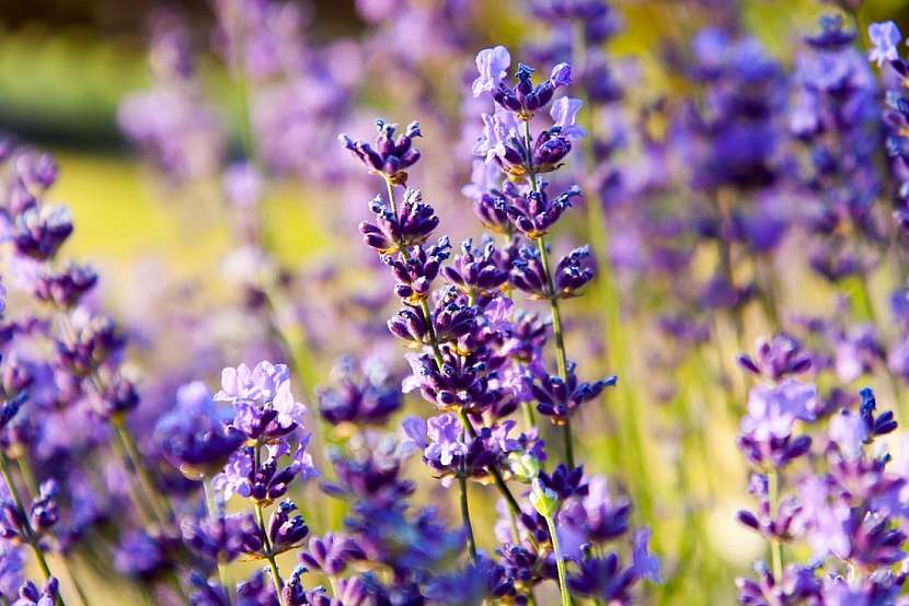 Lavandula officinalis: vůně Provence i ve vaší zahradě