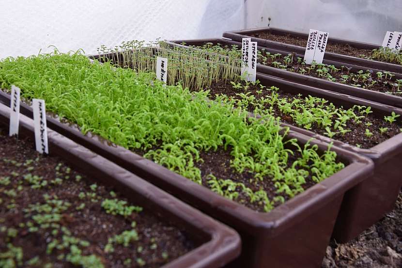Předpěstujte si sadbu zeleniny, letniček a dalších rostlin