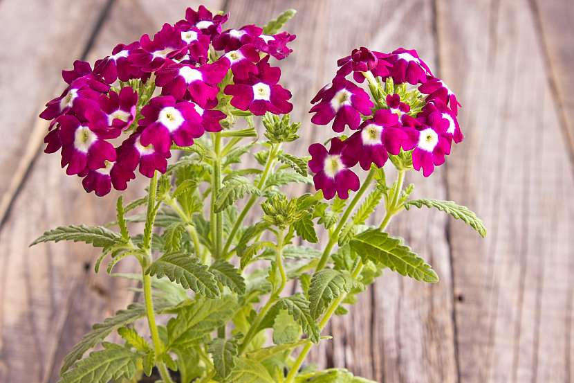 Oblíbené balkonové květiny lze pěstovat i na záhonech