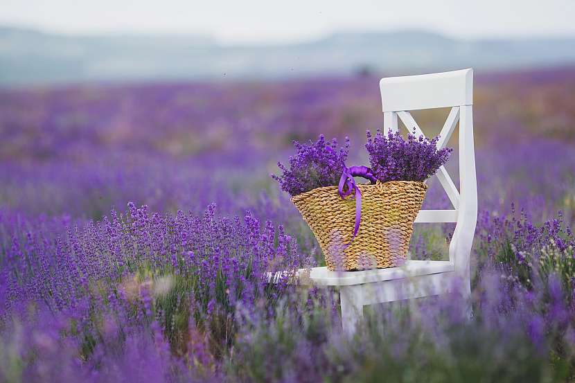 Založte si zahradu ve stylu Provence. Hlavní roli hraje levandule