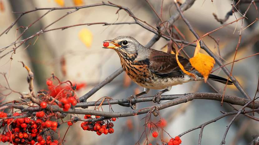 Přirozené zdroje potravy pro ptactvo na vaší zahradě