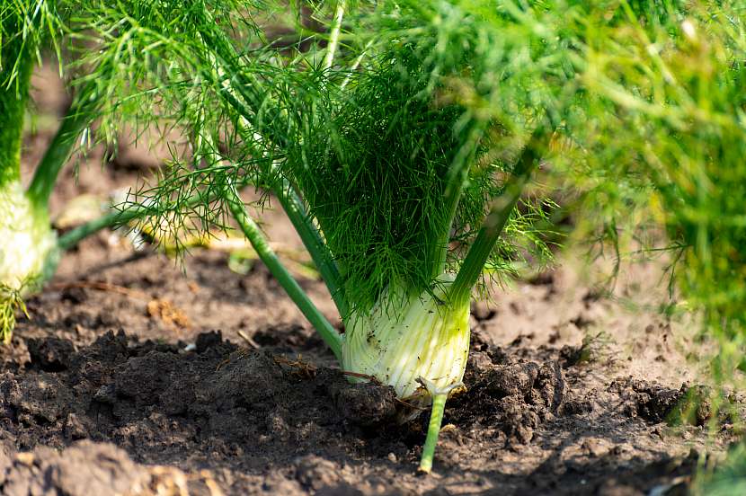 Semeno se používá proti nadýmání, ke zlepšení trávení, proti křečím v žaludku a střevech. Fenykl zlepšuje tvorbu trávicích šťáv